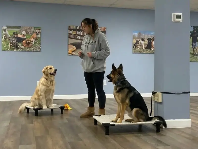 Dog being cared for during boarding stay