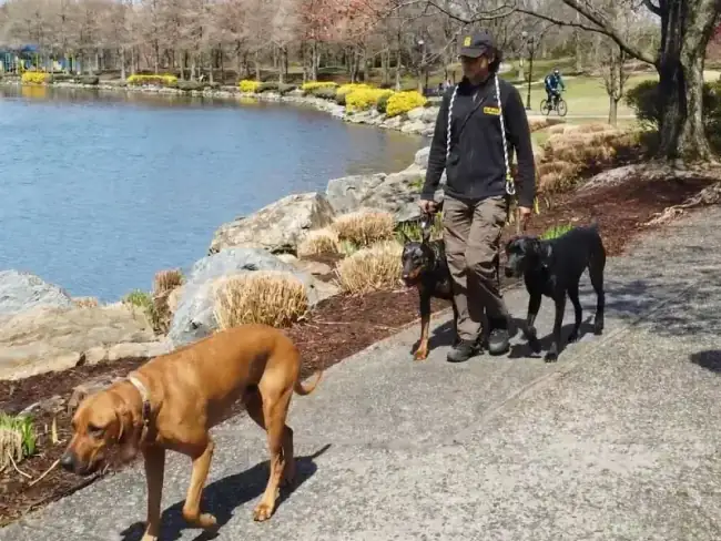 Dog exercising during boarding stay