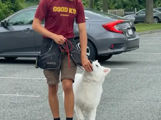 Board and train program at Good K9 Academy Gaithersburg