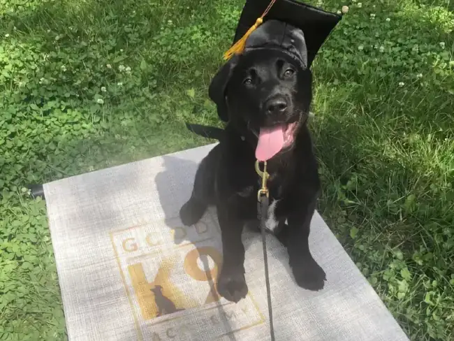 Puppy training Gaithersburg MD